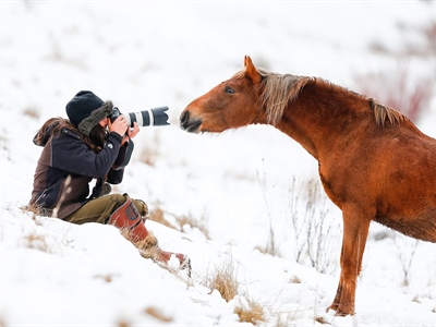 The Wild Colt who Loved Humans: Australian Snowy Mountains,...
