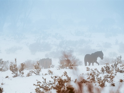 Obscured in the Mist: Australian Snowy Brumbies, Wild Horses...
