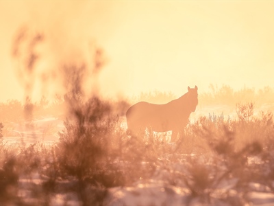 Reunited with the Lone Palomino Brumby at Sunrise: Australian...