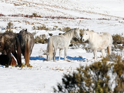 Nine Shades of Grey: Australian Snowy Mountains, Wild Horses...