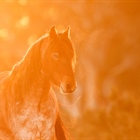 The Lone Brumby Colt: Australian Snowy Mountains, Wild Horses of the World