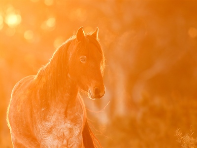 The Lone Brumby Colt: Australian Snowy Mountains, Wild Horses...