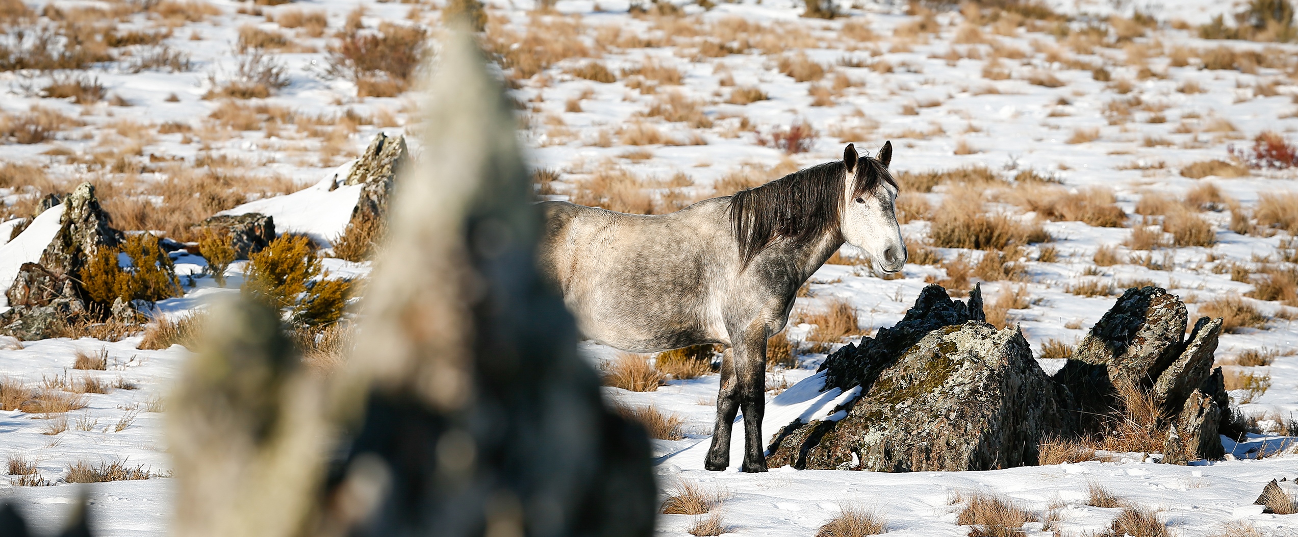 Greys among the Rocky Tors: Australian Snowy Brumbies, Wild Horse of the World