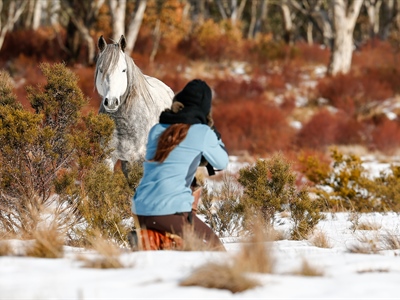 Victory's Herd: Australian Snowy Mountains, Wild Horses of...