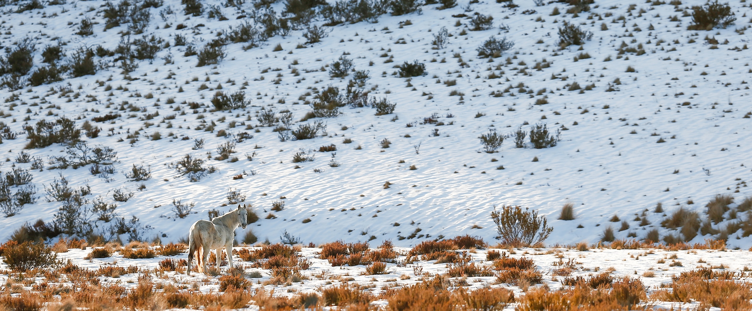 The Lone Stallion: Australian Snowy Mountains, Wild Horses of the World