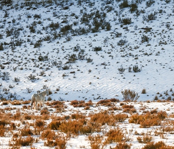 The Lone Stallion: Australian Snowy Mountains, Wild Horses of the World