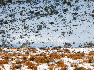 The Lone Stallion: Australian Snowy Mountains, Wild Horses of...