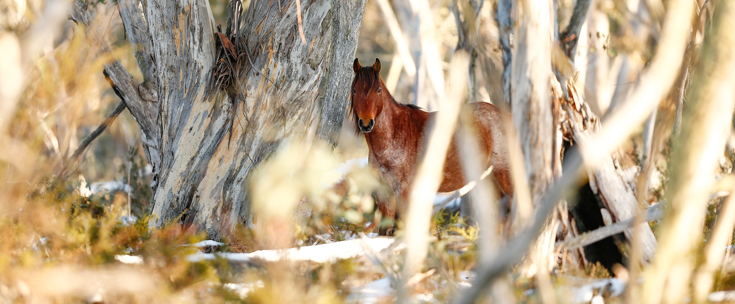 Reunited with the Roan Bachelor: Australian Snowy Mountains, Wild Horses of the World