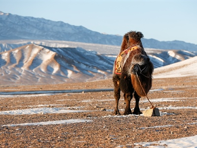 Day 4: Gobi Cold Camel Expedition
