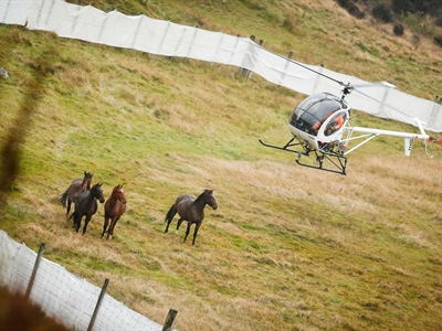 The heartbreak of Watching Helicopters Round Up New Zealand's...